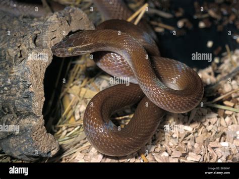 屋蛇|非洲家蛇( Lamprophis fuliginosus)